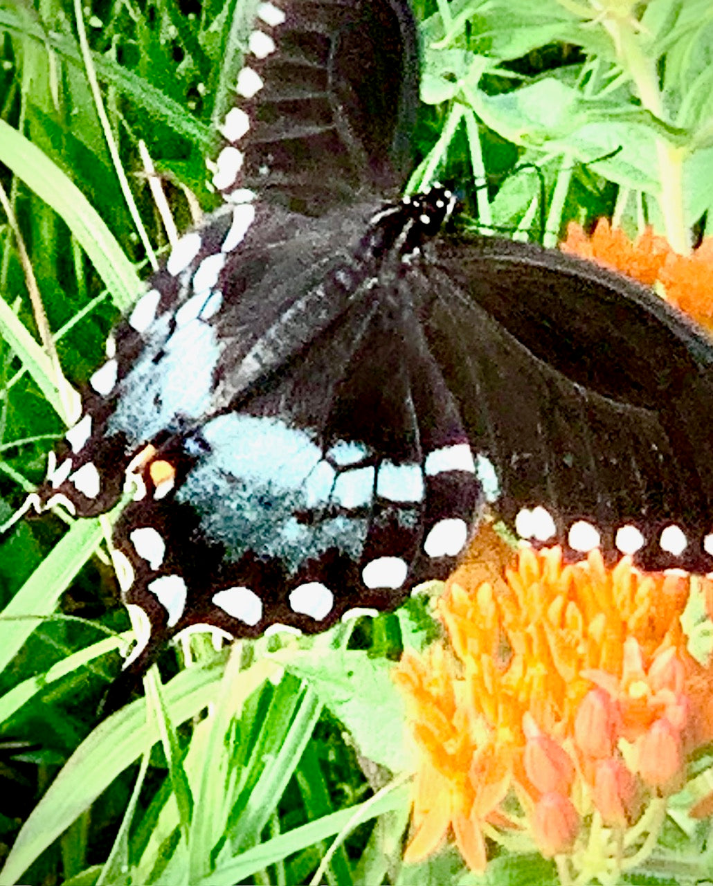 Butterfly Landing